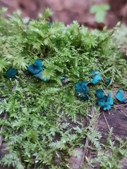 Chlorociboria aeruginascens