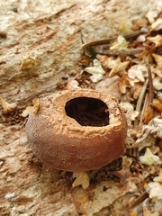 Muscardinus avellanarius