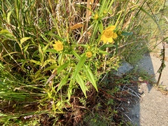 Bidens trichosperma
