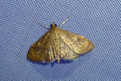 Anania verbascalis