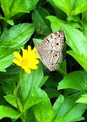Junonia atlites