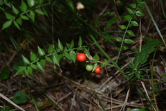 Ruscus aculeatus