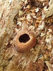 Muscardinus avellanarius