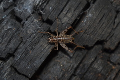 Gryllomorpha dalmatina