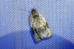 Celypha woodiana