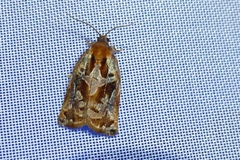 Archips oporana