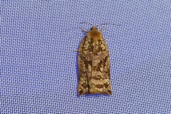 Archips oporana