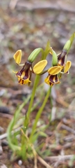 Diuris palustris