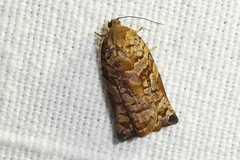 Archips oporana