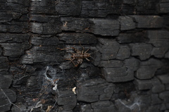 Gryllomorpha dalmatina
