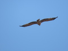 Aquila heliaca