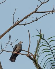 Andaman Wood Pigeon photo 3
