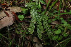 Adiantum hispidulum