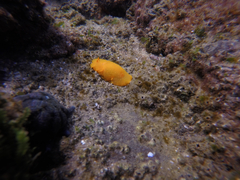 Doriopsilla carneola