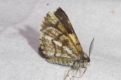 Bupalus piniaria