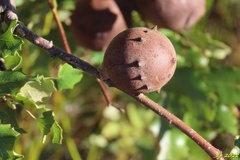 Andricus quercustozae