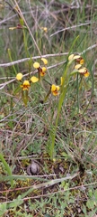 Diuris palustris