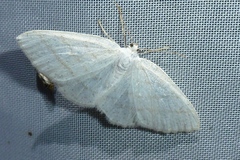 Cabera pusaria