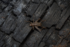 Gryllomorpha dalmatina
