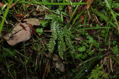 Adiantum hispidulum