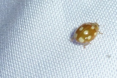Calvia decemguttata