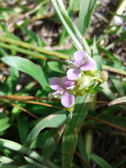 Murdannia nudiflora