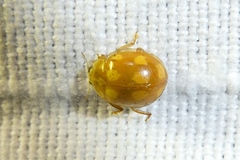 Calvia decemguttata