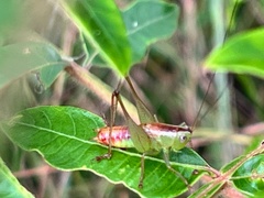 Odontoxiphidium apterum