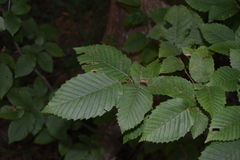 Carpinus