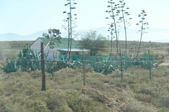Agave americana