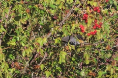Curruca melanocephala
