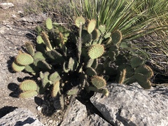 Opuntia strigil