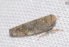 Cicadellidae