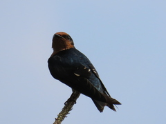 Hirundo tahitica