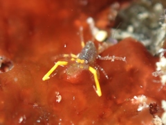 Podoceridae