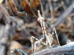 Empusa pennata