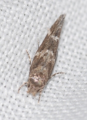 Mompha subbistrigella