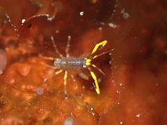Podoceridae