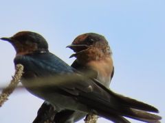 Hirundo tahitica