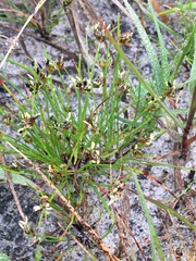 Isolepis cernua