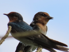 Hirundo tahitica