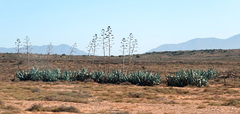 Agave americana
