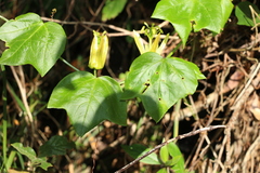 Passiflora herbertiana