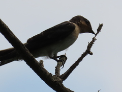 Hirundo tahitica