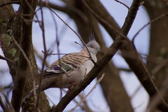 Ocyphaps lophotes
