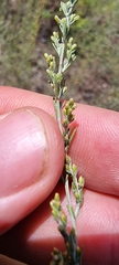 Artemisia dracunculus
