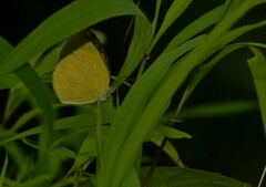 Eurema laeta