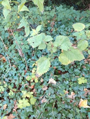 Urtica dioica