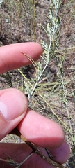 Artemisia dracunculus