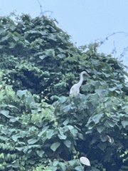Egretta garzetta